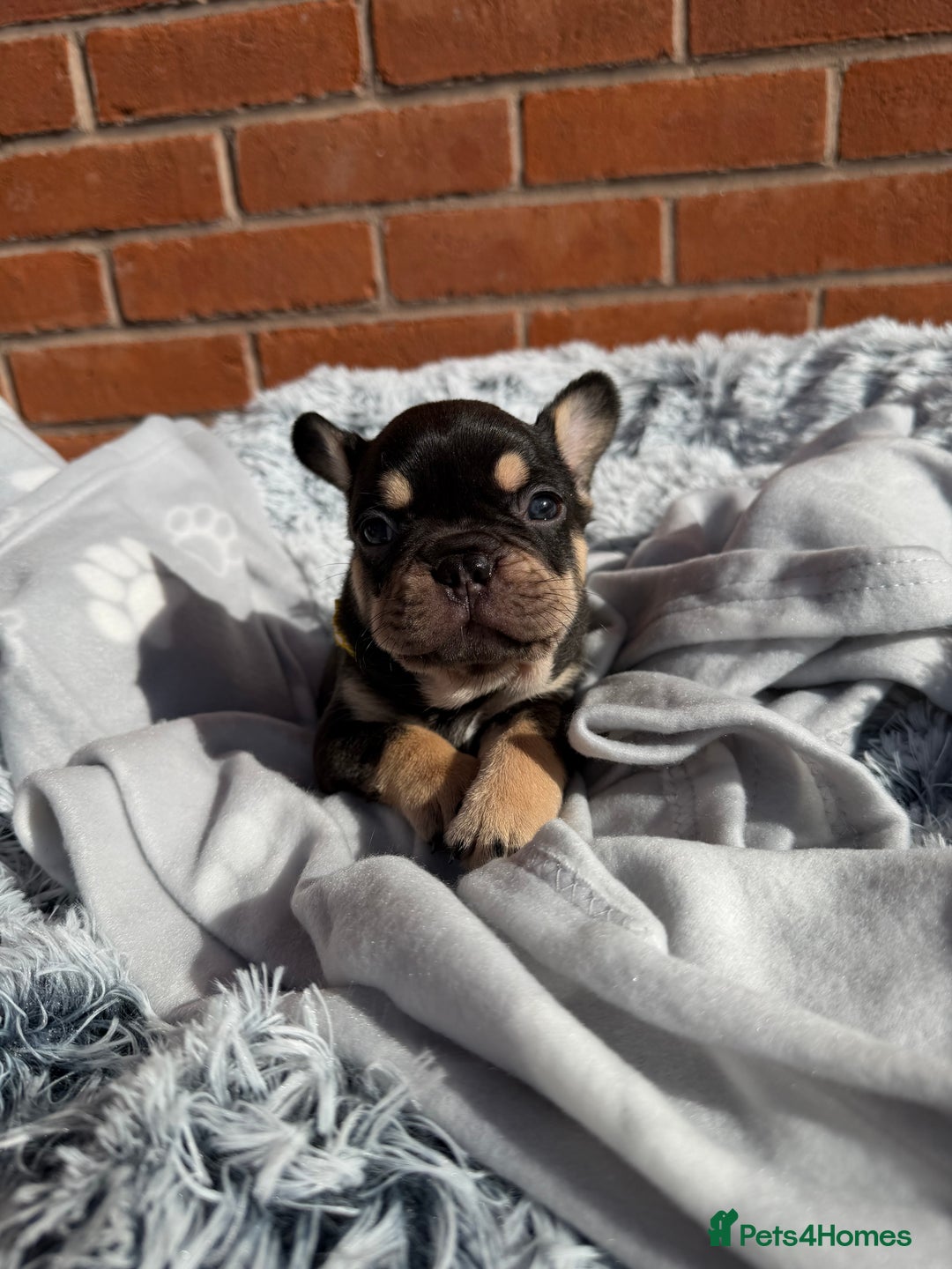 French Bulldog dogs for sale: 7 BEAUTIFUL FRENCHIE PUPPIES FOR SALE 🐾🐶  - Image 27