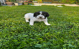 Sprocker dogs for sale: Sprocker Puppies - Image 11