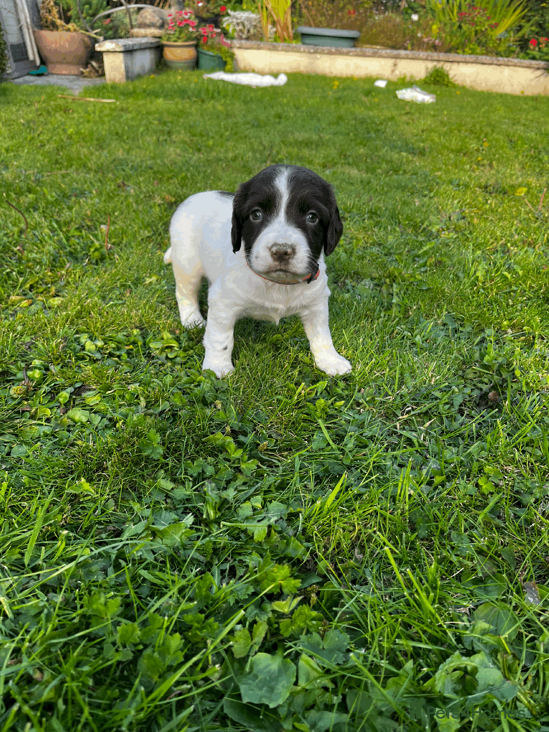 Sprocker dogs for sale: Sprocker Puppies - Image 11