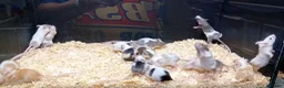 Mouse rodents for sale: Baby Fancy Mice Females  - Advert 1