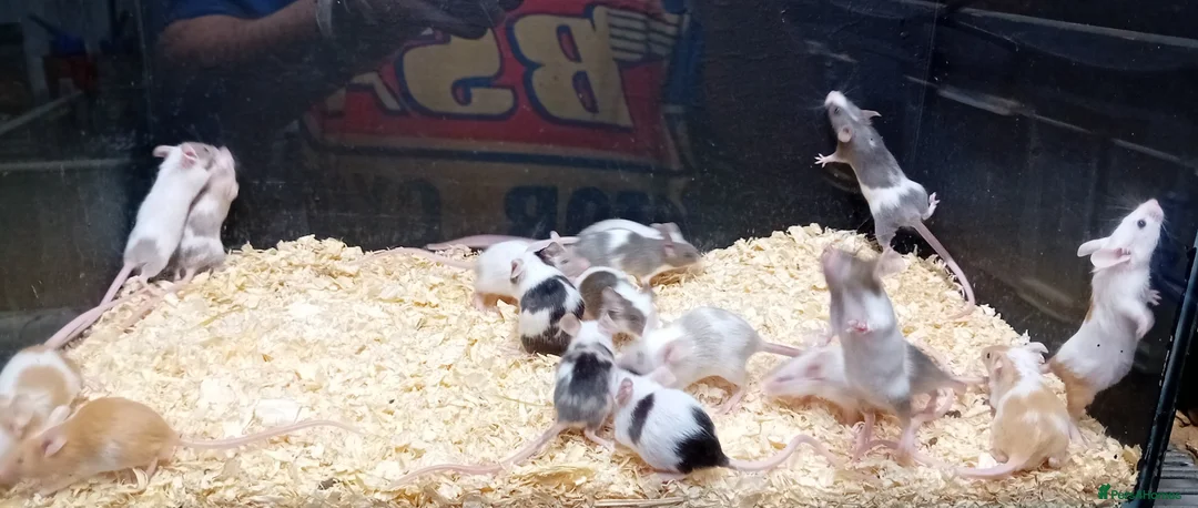 Mouse rodents for sale: Baby Fancy Mice Females  - Advert 1