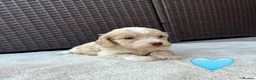Cockapoo dogs for sale: Gorgeous F1 Cockapoo Puppies 🩷 in Llandinam - Advert 15
