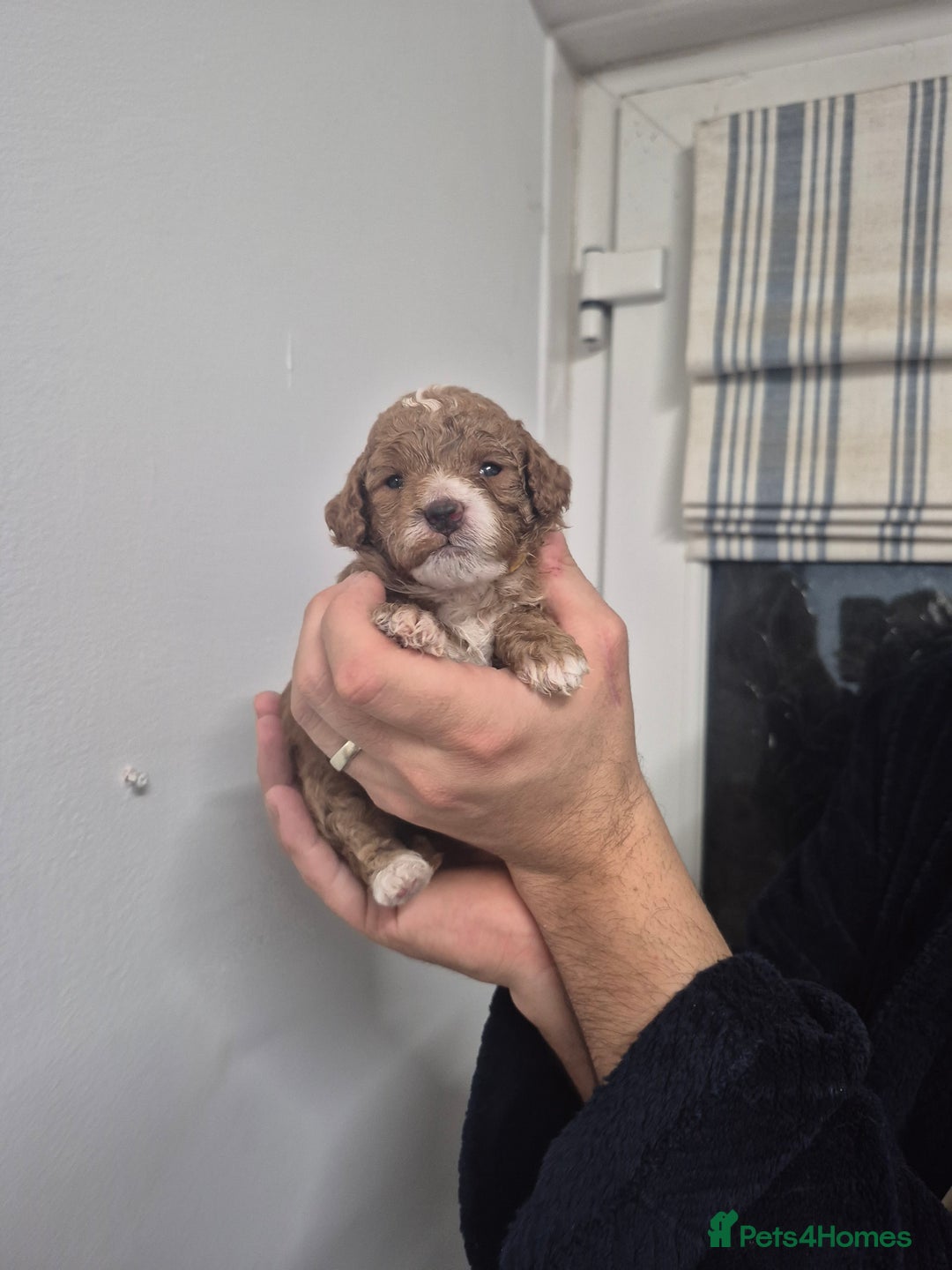 Cockapoo dogs for sale: F1B cockapoo puppies  - Advert 10