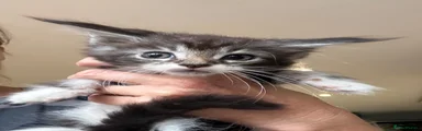 Maine Coon 1