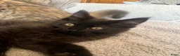 Maine Coon cats for sale: Maine Coon Kittens - Advert 1