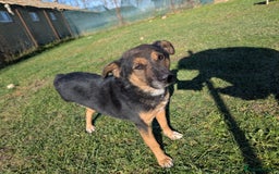 Mixed Breed dogs for adoption: Bumble for adoption - Advert 14