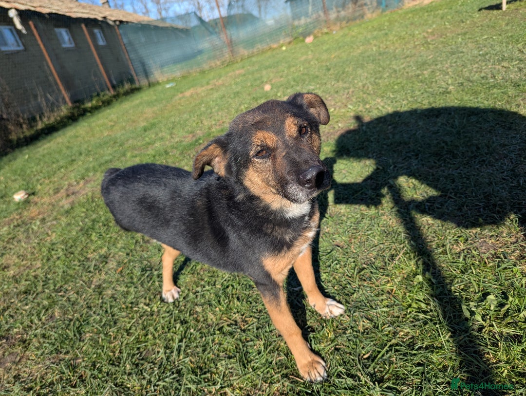 Mixed Breed dogs for adoption: Bumble for adoption - Advert 14