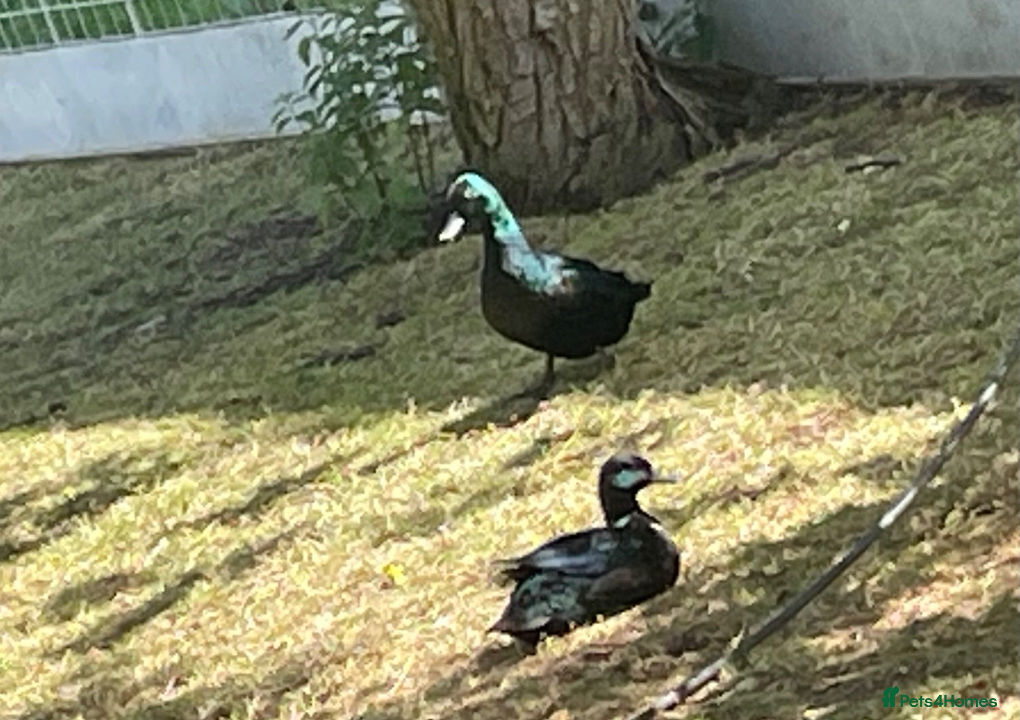 Ducks poultry Bantam pair of Black East Indian ducks - Advert 2