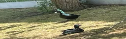 Ducks poultry for sale: Bantam pair of Black East Indian ducks - Advert 2