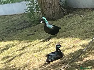 Ducks poultry Bantam pair of Black East Indian ducks - Advert 2