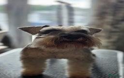 Miniature Schnauzer dogs for stud: Pepper & salt proven for stud in Hull - Image 8