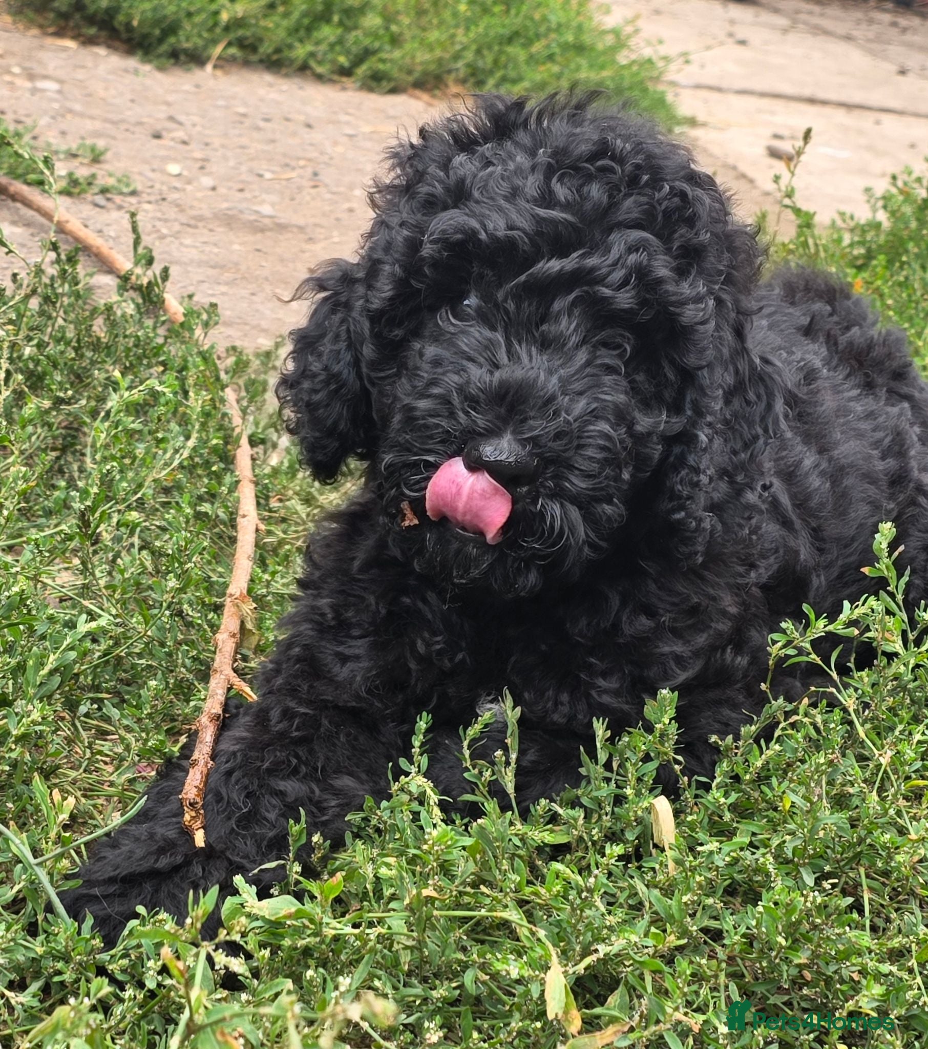 Cockapoo dogs Health Tested F1b Cockapoo Puppies - Advert 2