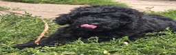 Cockapoo dogs for sale: Health Tested F1b Cockapoo Puppies - Advert 4