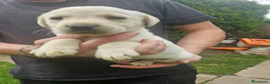 Labrador Retriever Puppy 3
