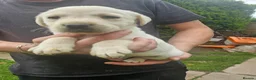 Labrador Retriever dogs for sale: Gorgeous baby Labradors  - Advert 3
