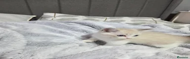 Ragdoll 3