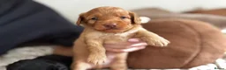 Doxiepoo dogs for sale: Doxiepoo puppies fully health tested parents  - Advert 4