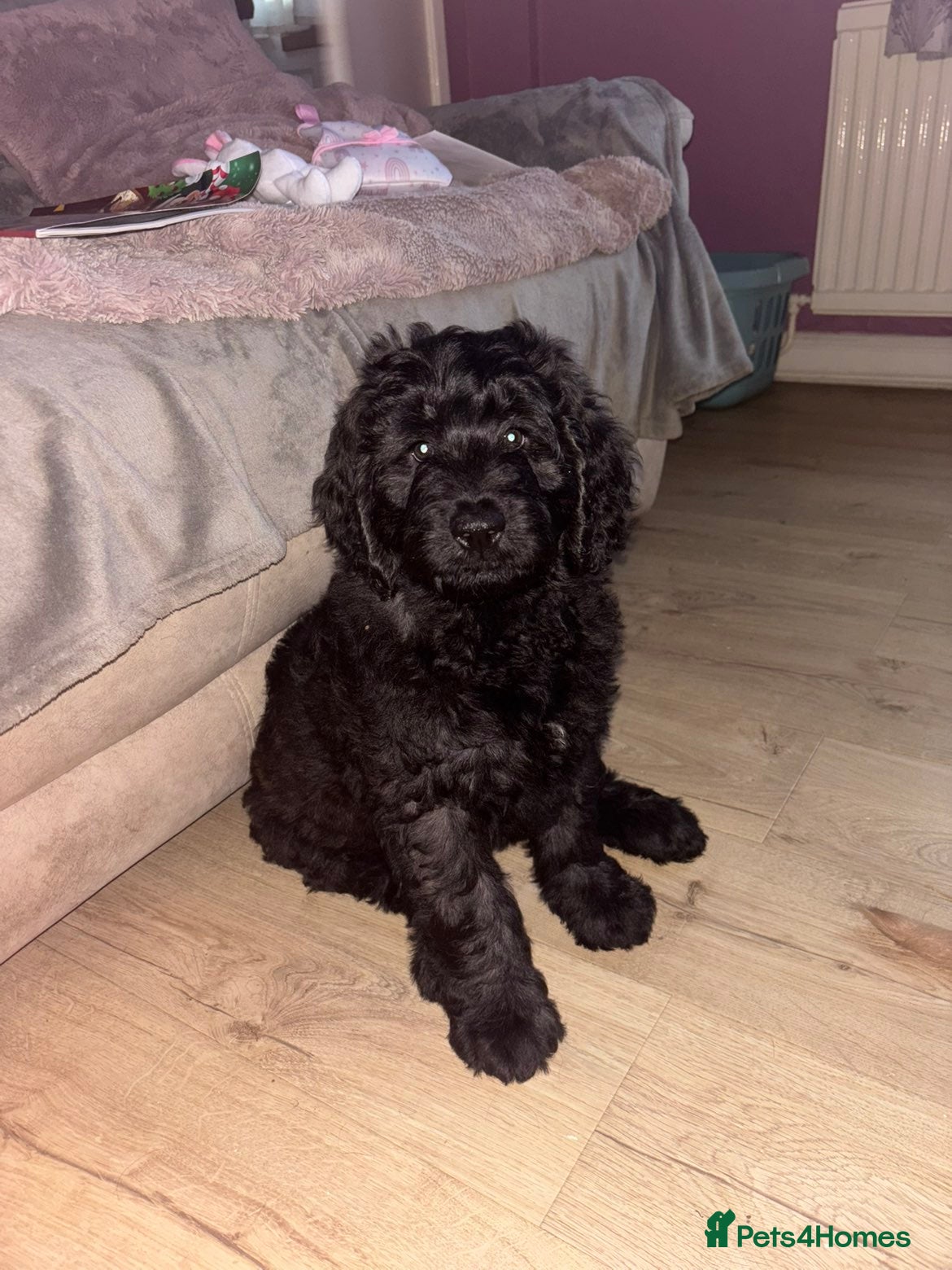 Mixed Breed dogs Bernedoodle  - Advert 2