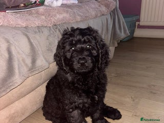 Mixed Breed dogs Bernedoodle - Advert 3