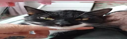 Domestic Shorthair cats for sale: Sabrina tuxedo female  - Advert 4