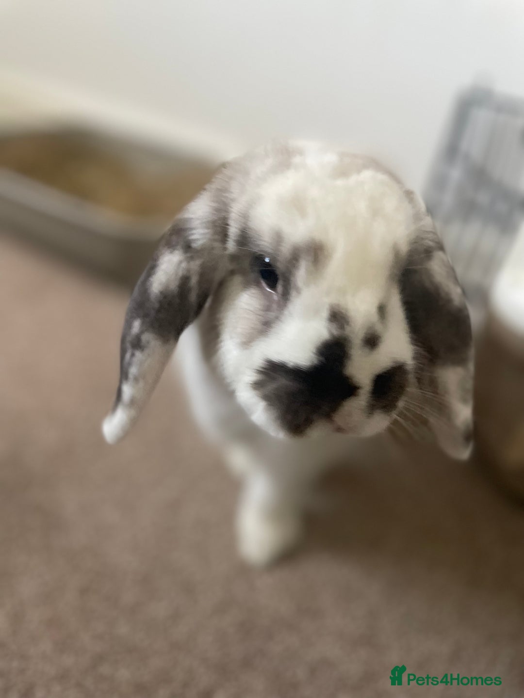 Mini Lop rabbits for sale: Re-homing our beautiful Buddy & Bean - Image 2