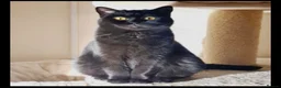 British Shorthair cats for sale: British shorthair kittens in Hayes - Advert 1