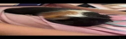 Guinea Pig rodents for sale: X2 male guinea pigs  - Advert 2
