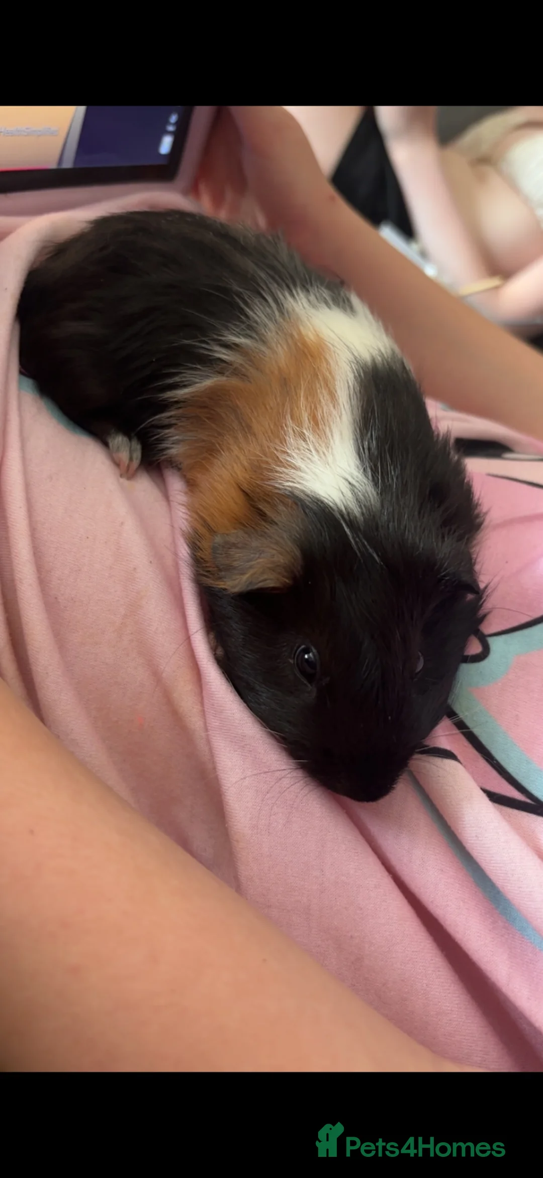 Guinea Pig rodents for sale: X2 male guinea pigs  - Advert 2