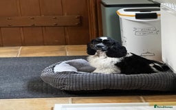 American Cocker Spaniel dogs for sale: American Cocker Spaniel Puppy - Advert 1