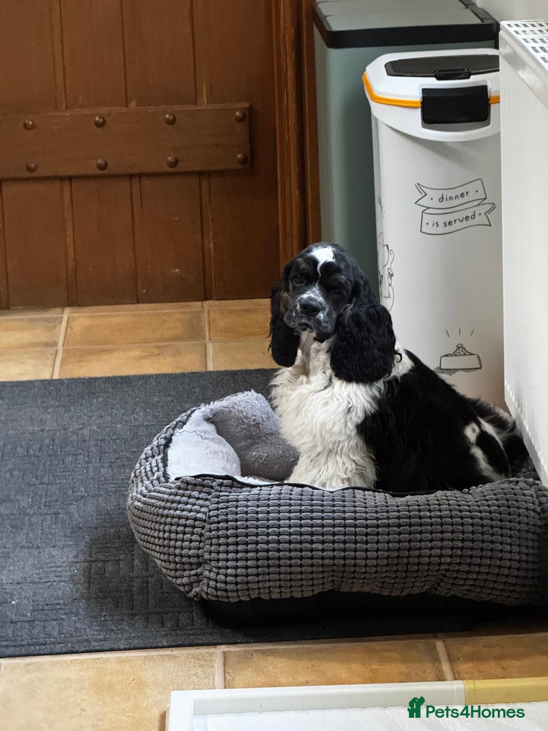 American Cocker Spaniel dogs for sale: American Cocker Spaniel Puppy - Advert 1