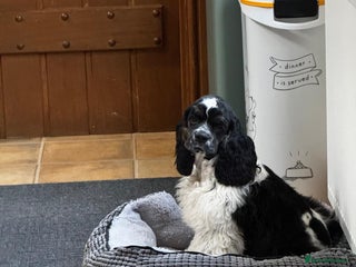 American Cocker Spaniel dogs American Cocker Spaniel Puppy - Advert 1