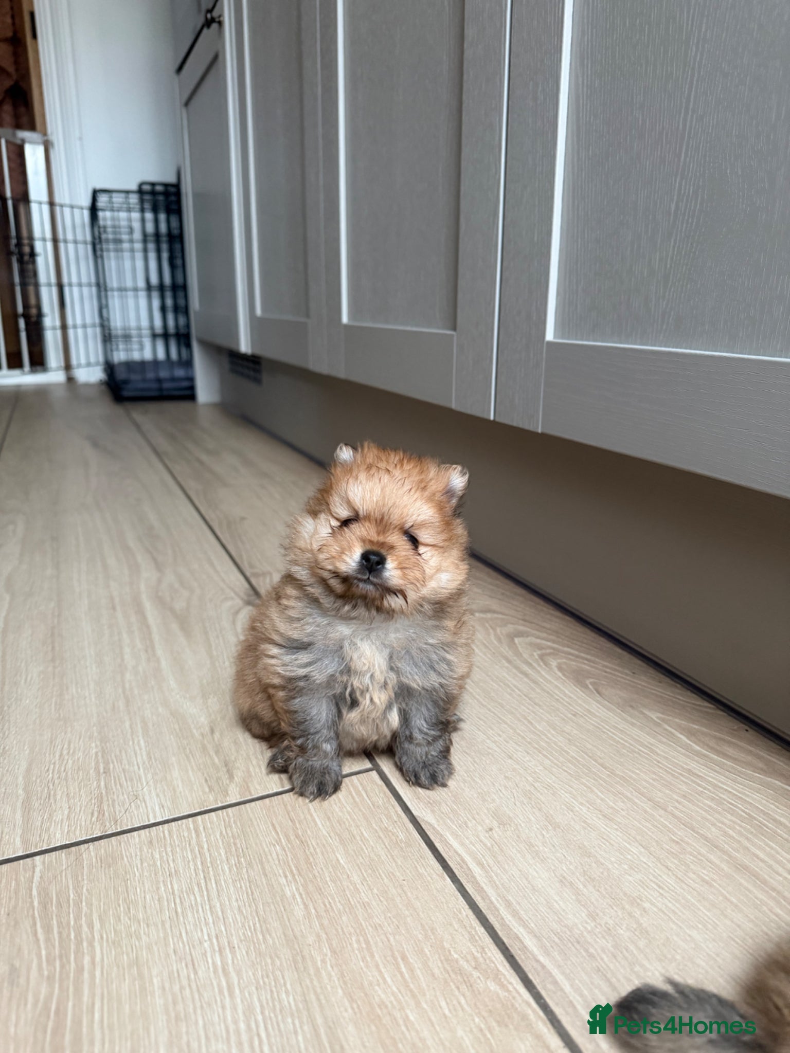 Pomeranian dogs Boys left 🩵 ready for reserve 💕  - Advert 1