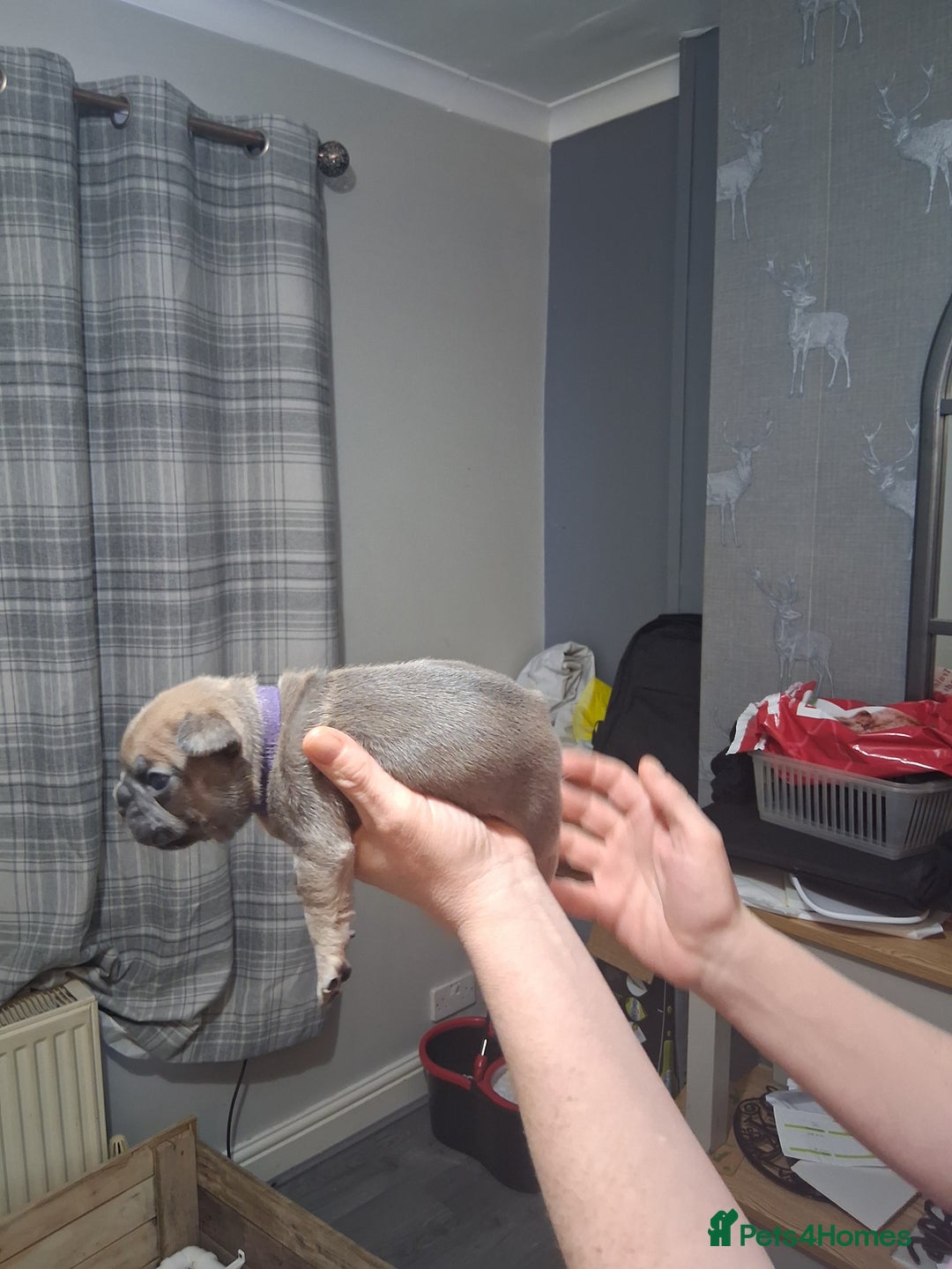 French Bulldog dogs for sale: French bulldogs - Image 26