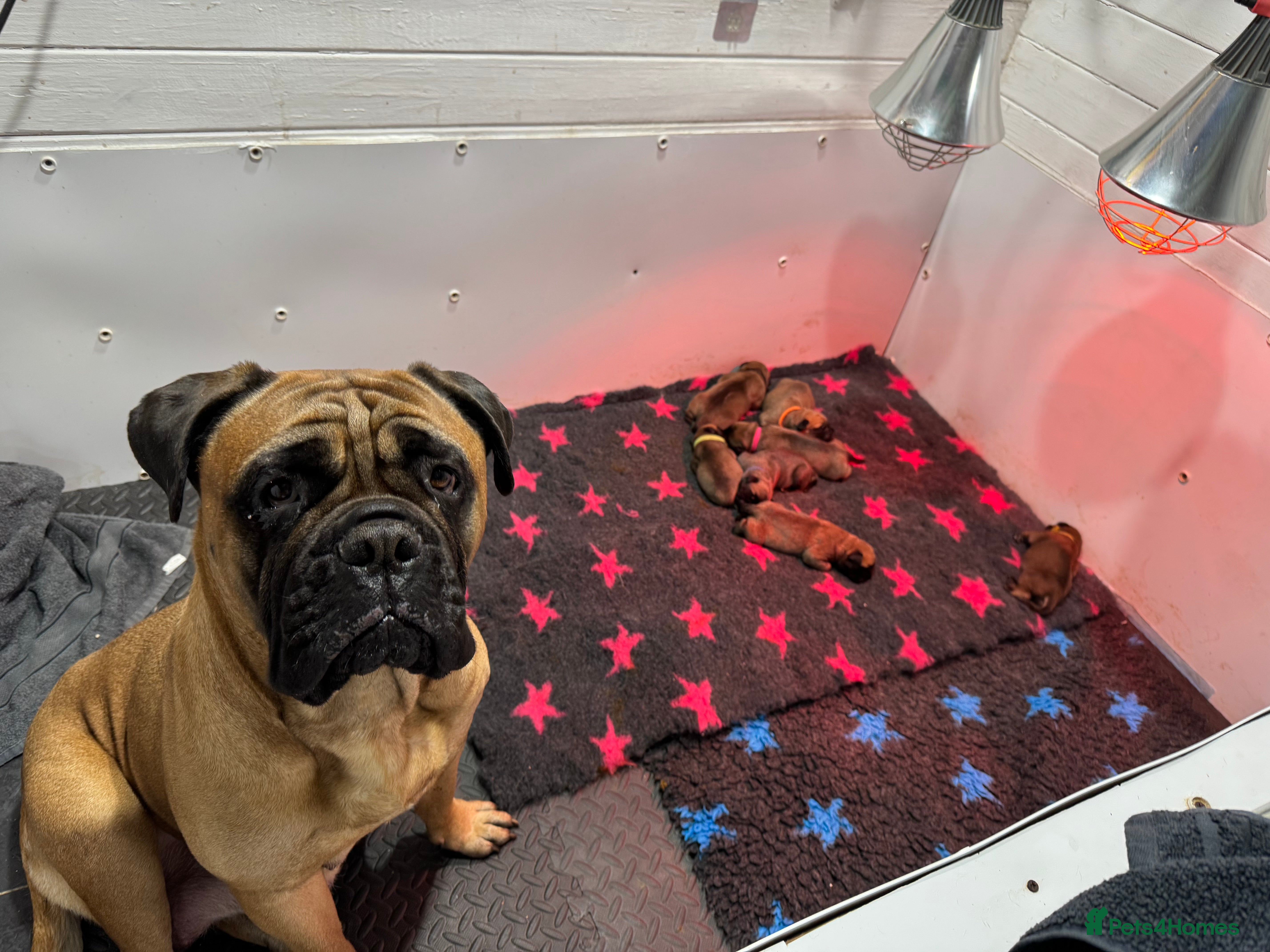 Bullmastiff dogs ASBORN BULLMASTIFF PUPS - Advert 1