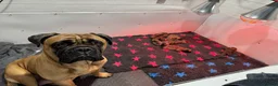 Bullmastiff dogs for sale: ASBORN BULLMASTIFF PUPS - Advert 1