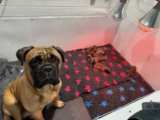 Bullmastiff dogs ASBORN BULLMASTIFF PUPS - Advert 1