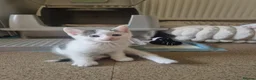 Mixed Breed cats for sale: 5 healthy kittens in Braintree - Advert 5