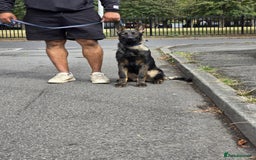 German Shepherd dogs for sale: German Shepherd puppies  in Scunthorpe - Image 1