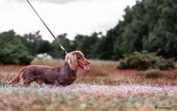 Miniature Dachshund dogs for sale: 🐾 Miniature Dachshund Puppies 🐾 - Image 3
