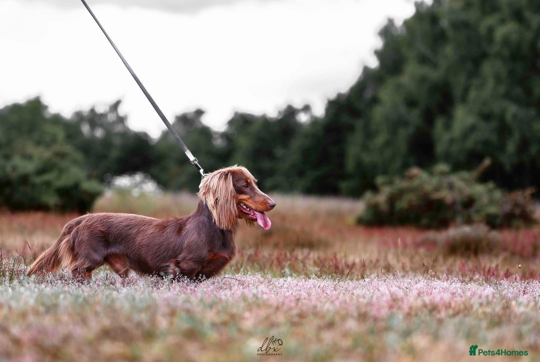 Miniature Dachshund dogs for sale: 🐾 Miniature Dachshund Puppies 🐾 - Image 3