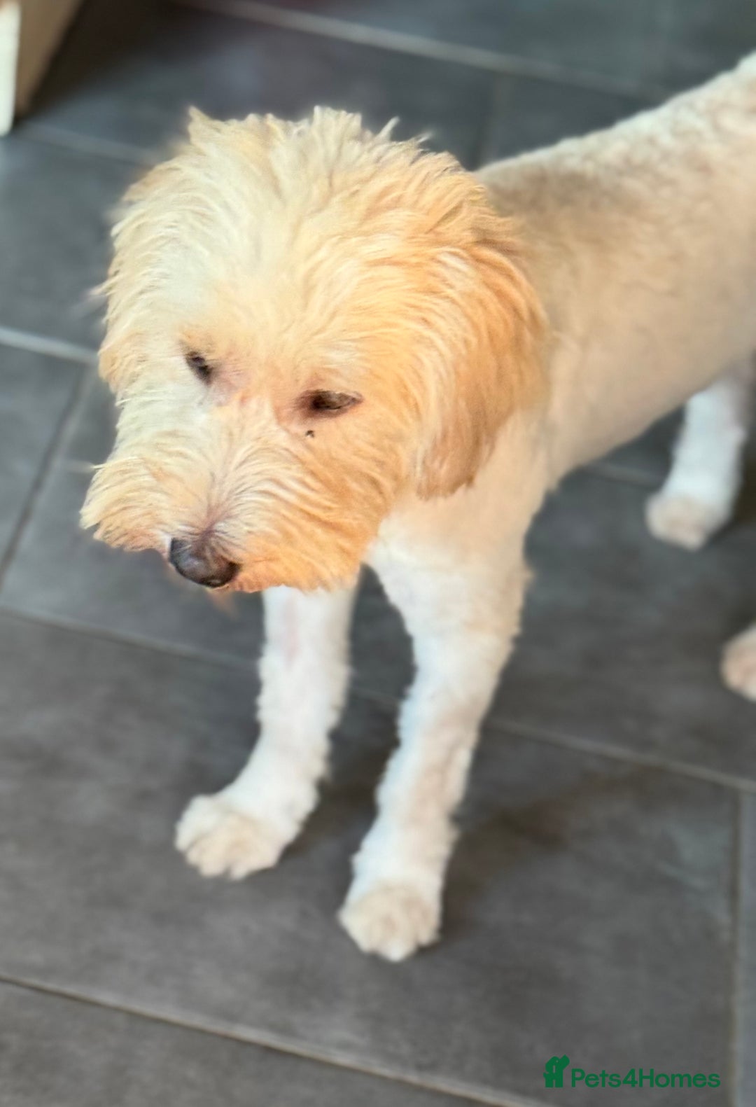Tibetan Terrier dogs for adoption: Sweet Barney looking for LOVE - Image 10