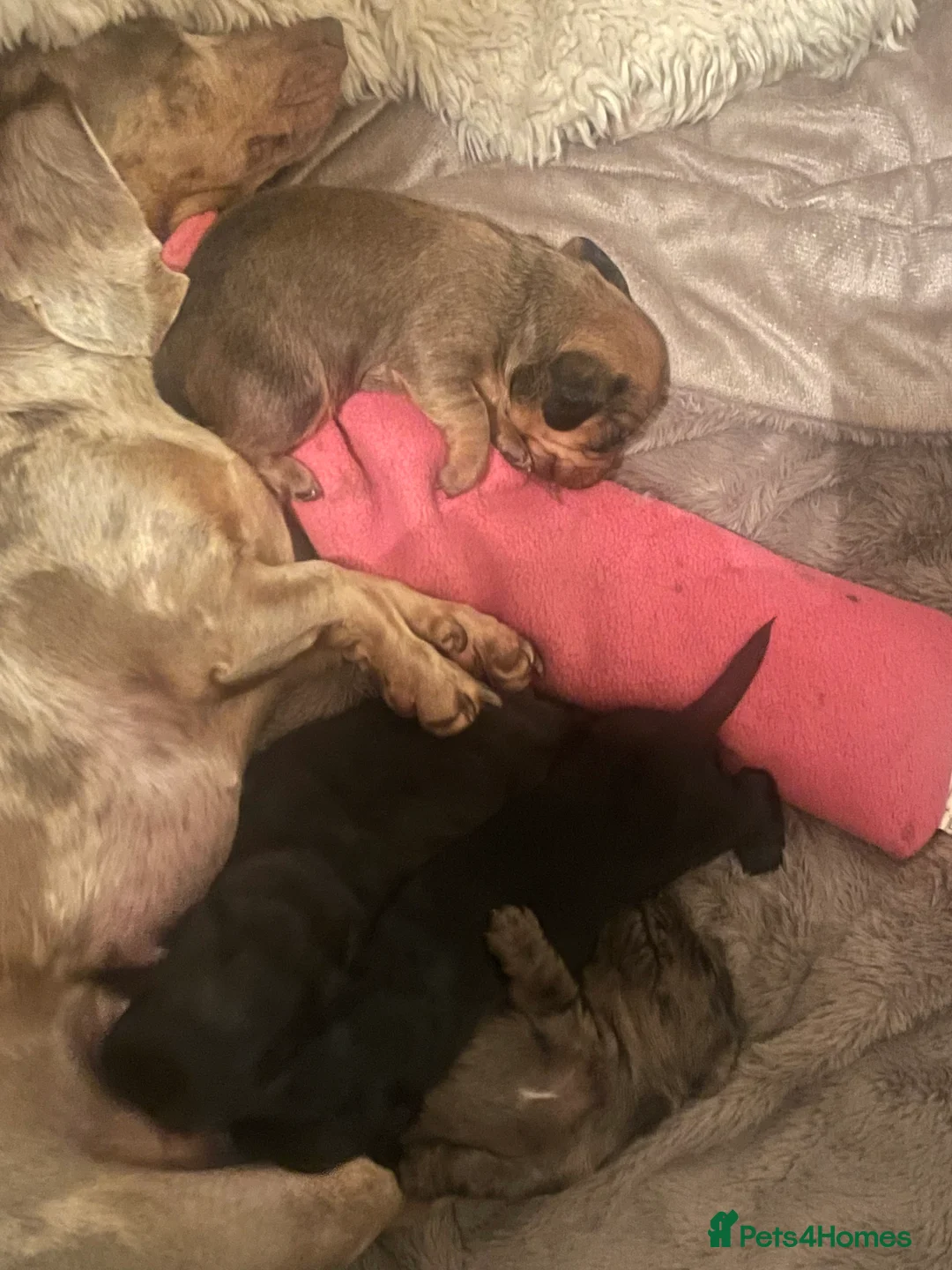 Dachshund dogs for sale: Dachshund puppys - Advert 1