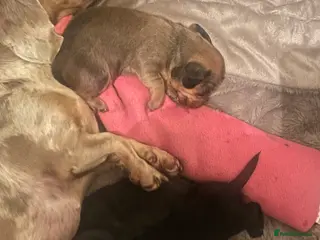 Dachshund dogs Dachshund puppys - Advert 1