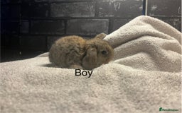 Mini Lop rabbits for sale: Mini lops and mini double maned lionheads  - Image 2