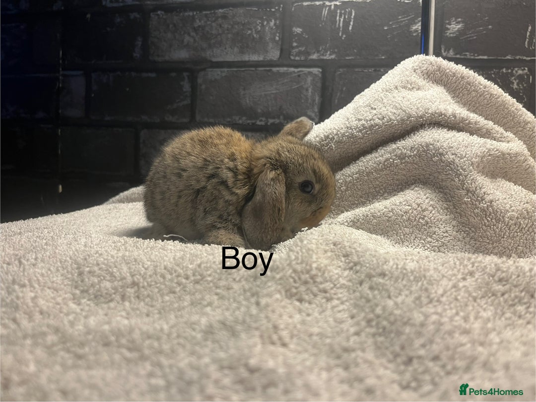 Mini Lop rabbits for sale: Mini lops and mini double maned lionheads  - Image 2