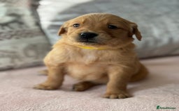 Golden Retriever dogs for sale: Last Stunning Male Pup Health Tested Parents  - Image 15