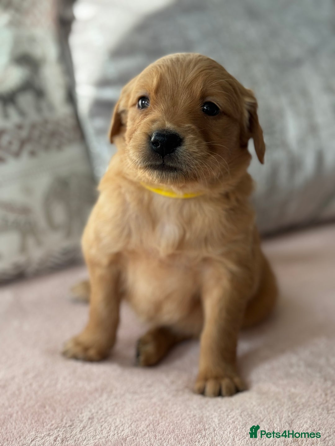 Golden Retriever dogs for sale: Last Stunning Male Pup Health Tested Parents  - Image 15