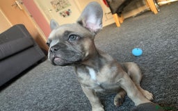 Pug dogs for stud: KC Reg Proven French Bulldog Lilac & Tan For Stud in Colchester - Image 20
