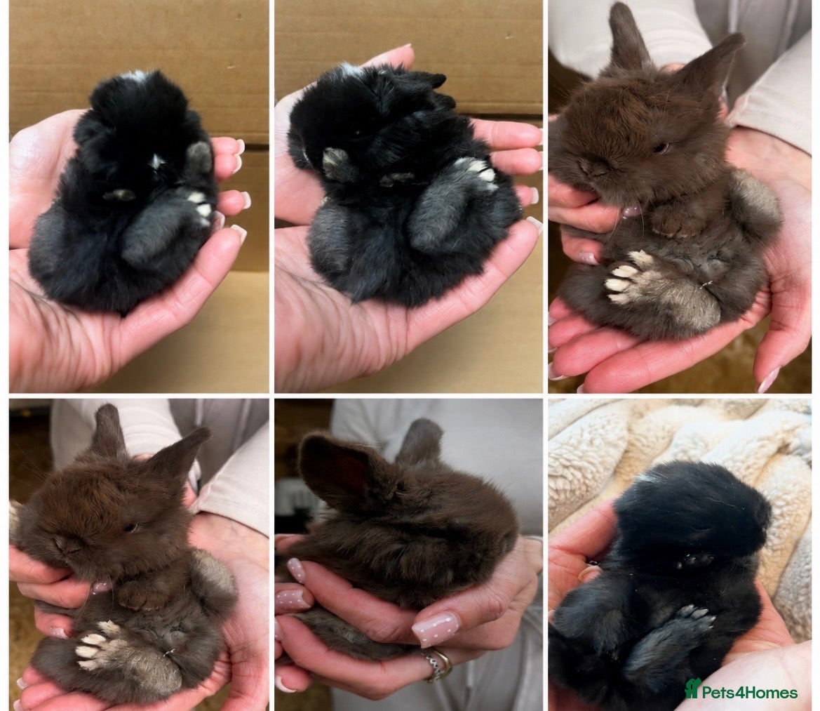 Mini Lop rabbits Gorgeous (3 Week Old) Purebred Mini Lop Babies - Advert 3