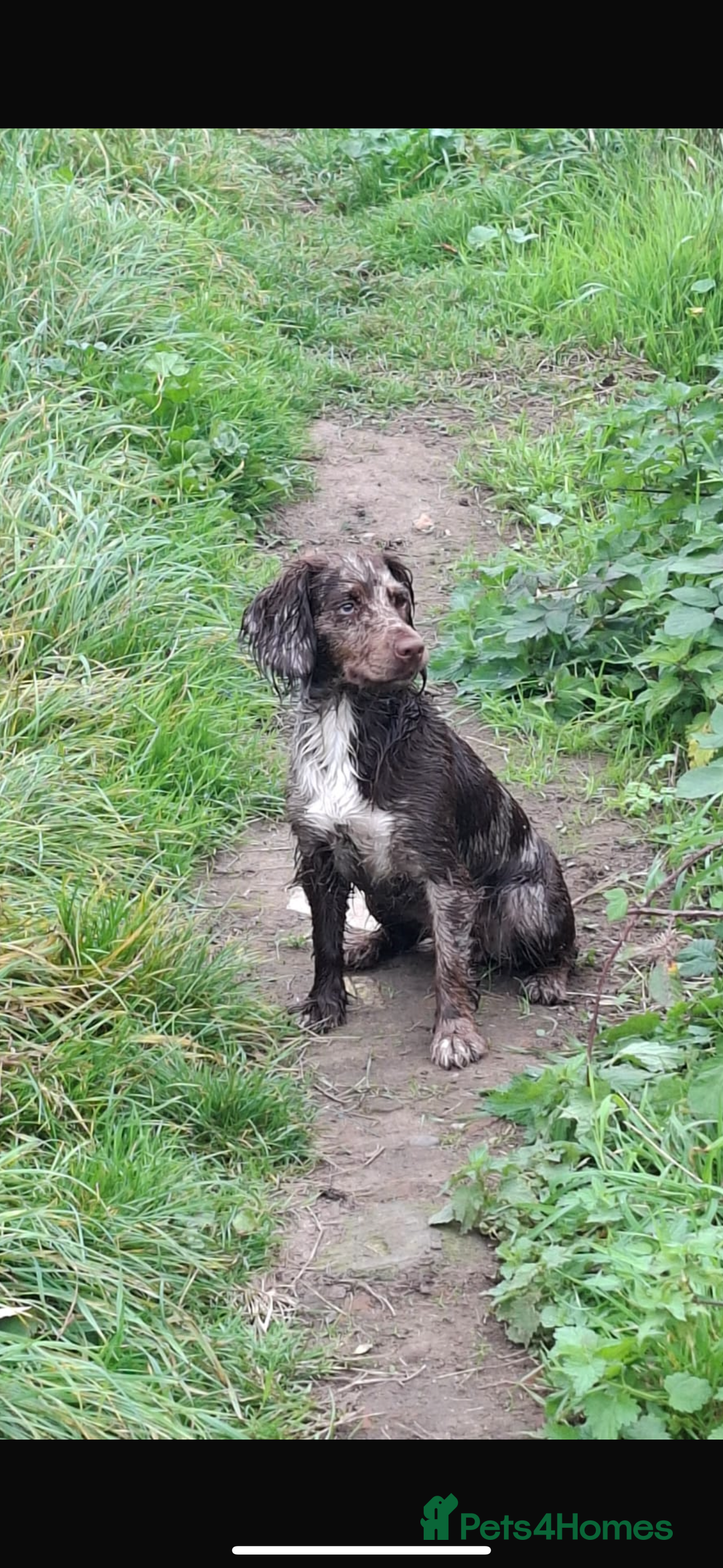 Cockapoo dogs for sale: F1 toy cockapoo’s - Advert 11